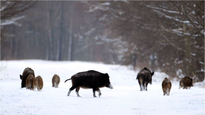Radioaktive Wildschweine in Fukushima "vermehren sich wie Kaninchen" und verwüsten Landschaft