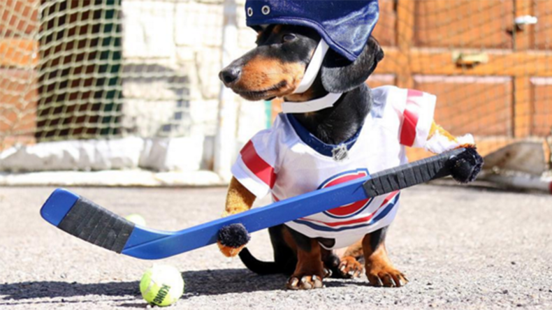 Dackel goes viral: Crusoe spielt Hockey und geht auf die Jagd