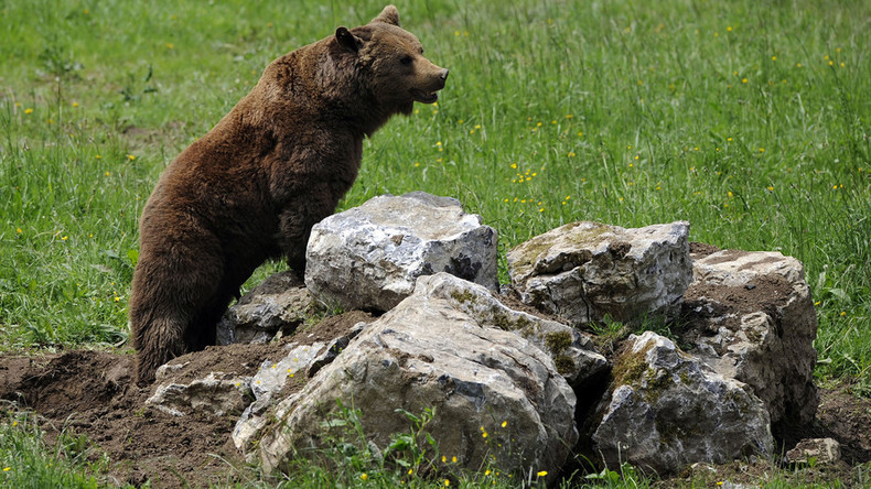 Tierische Sabotage von Militär-Manöver: 3.000 finnische Elite-Soldaten flüchten vor Jungbären