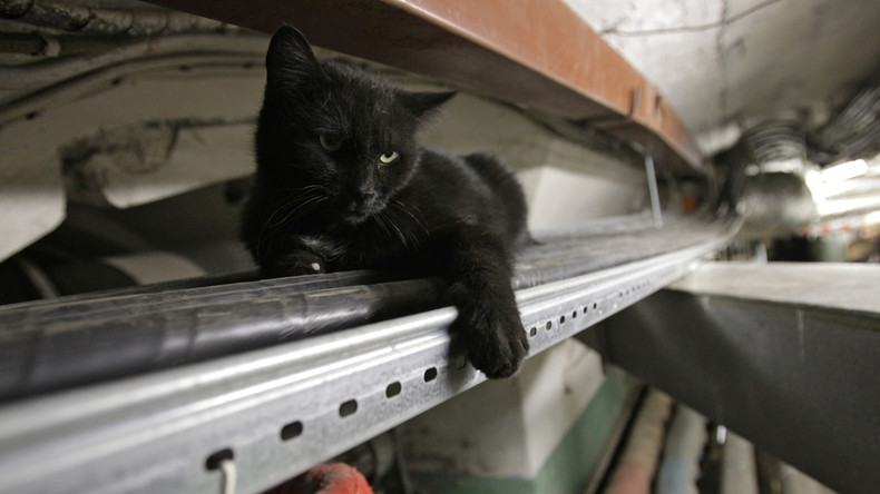Legendär seit Jahrhunderten: Die Katzen der Petersburger Eremitage als Museumswächter