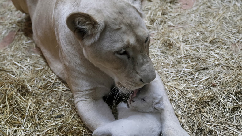Georgien: Drei weiße Löwen im Zoo von Tiflis geboren