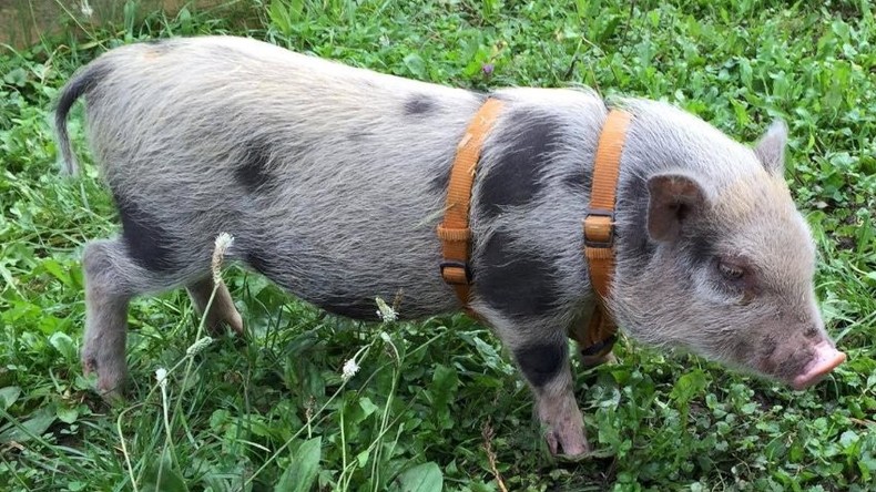 Findet Rudi: Polizei auf der Suche nach geklautem Minischwein