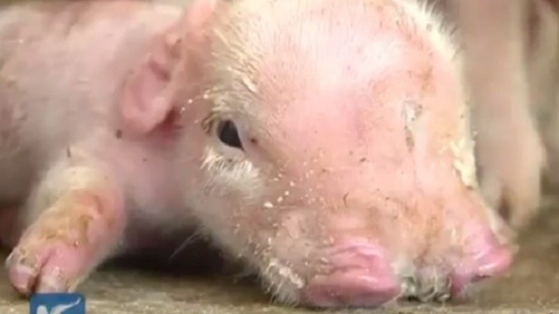 Dreiäugiges und zweirüsseliges Ferkel in China geboren