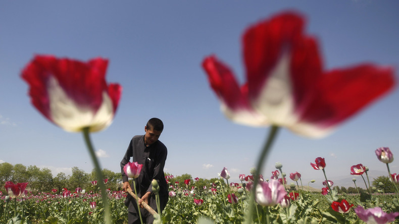 Deutlicher Anstieg der Opiumproduktion in Afghanistan