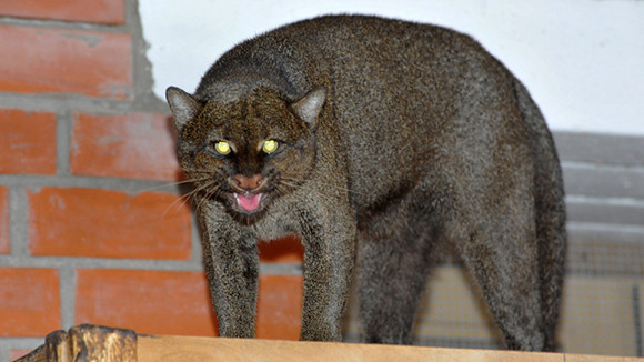 Südamerikanische Katze zieht von Deutschland nach Russland um