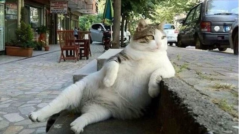 Kater vermisst: Unbekannte stehlen Tombili-Denkmal in Istanbul