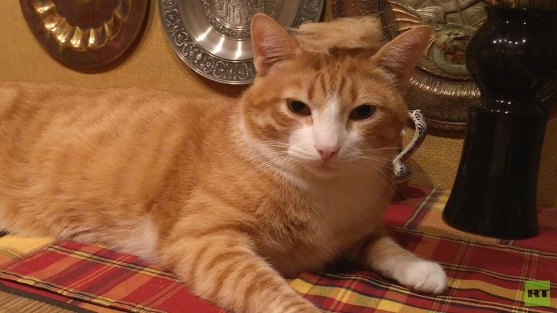 Instagram-Trend #TrumpYourCat: Katzen bekommen Trump-Frisur