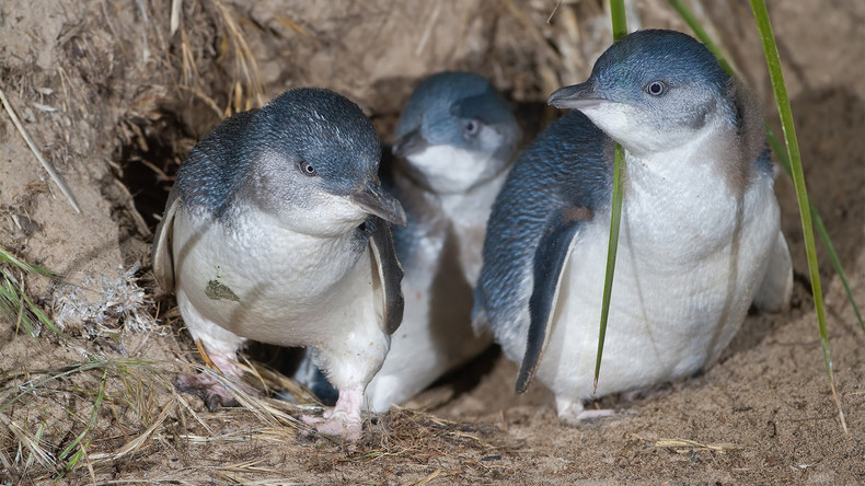 Neuseeland baut erste Unterführung für Pinguine