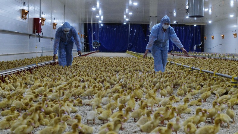 Holland muss wegen Vogelgrippe rund 200.000 Enten notschlachten