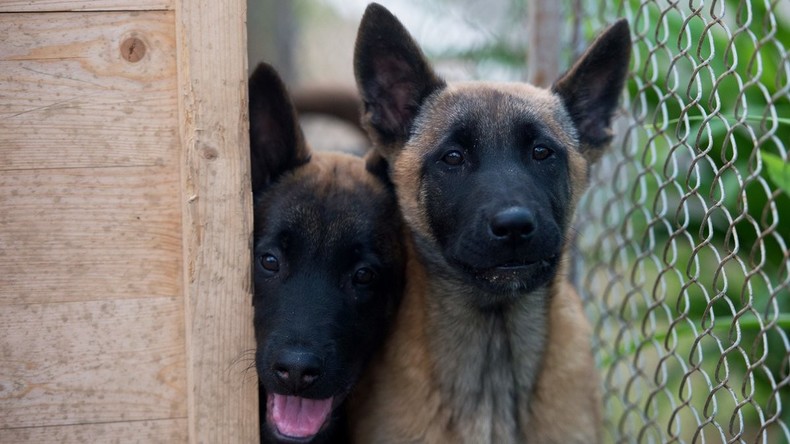 Südkorea schenkt Russland drei geklonte Hunde für Flughafendienst