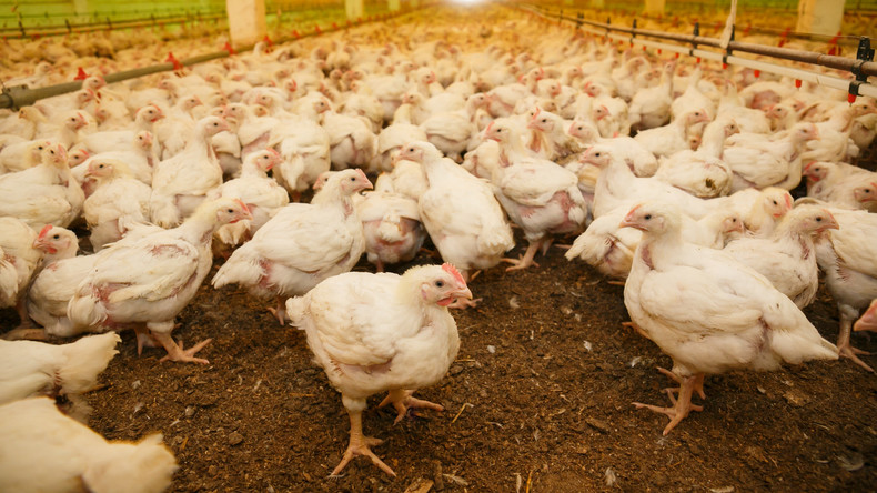 Höchste Alarmstufe in Südkorea wegen Vogelgrippe