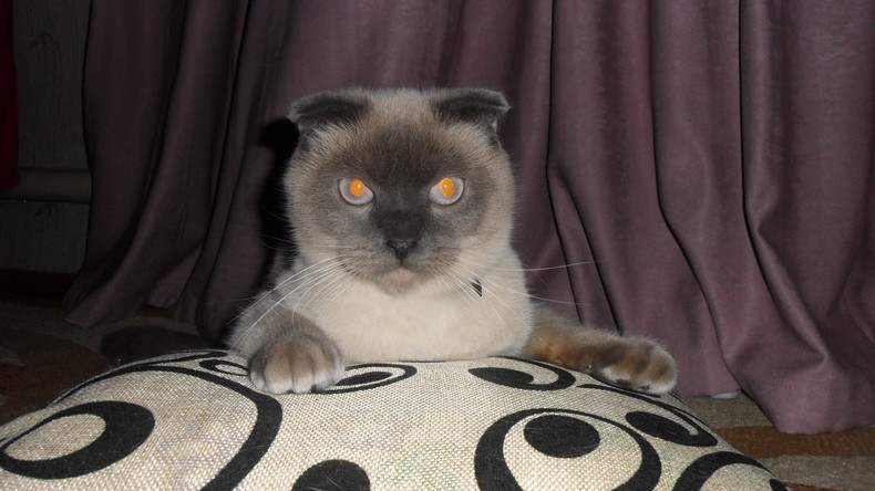Kater will neuer russischer Präsident werden
