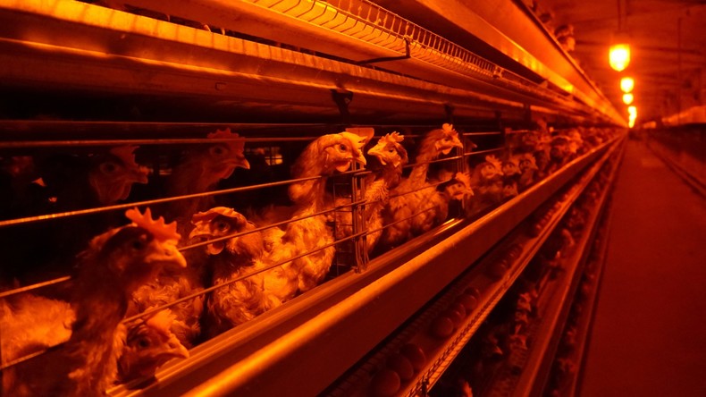 Russische Geflügelfarm muss 160.000 Tiere wegen Vogelgrippe notschlachten