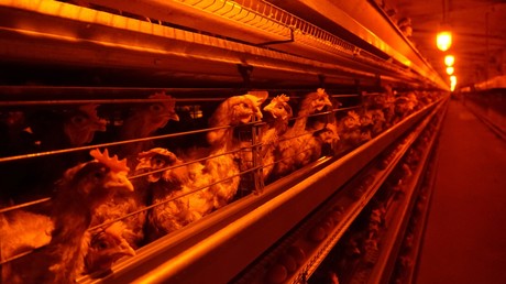 Russische Geflügelfarm muss 160.000 Tiere wegen Vogelgrippe notschlachten