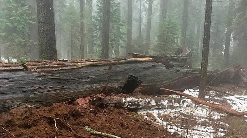 Sturm reißt Tunnelbaum in Kalifornien um