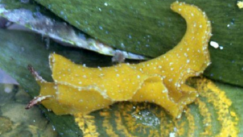 Wissenschaftler benennen Chamäleon-Mollusken nach David Bowie