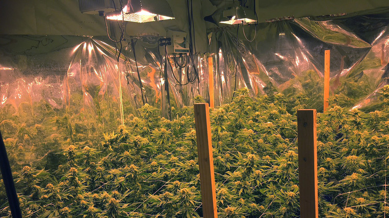 Bundestag gibt Cannabis auf Rezept frei