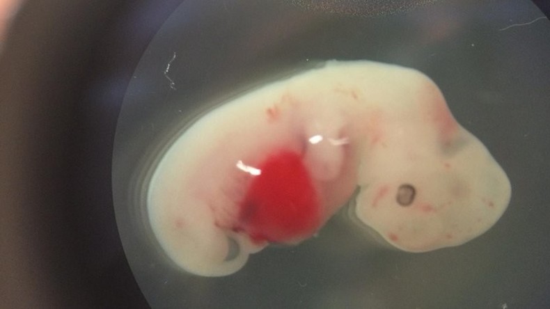 Wissenschaftler schaffen Mischwesen aus Mensch und Schwein