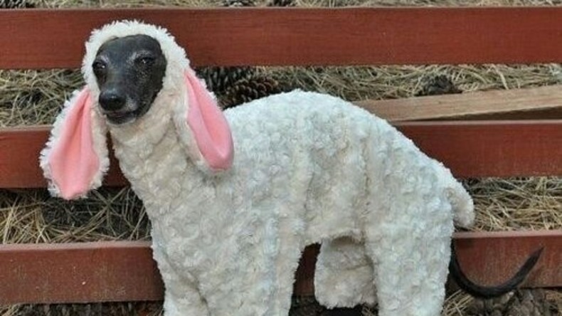 Tierbesitzer gibt seinen Vierbeiner für Schaf aus, um Hundesteuer zu hinterziehen
