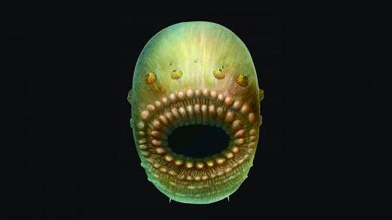 Kleiner Sack mit großem Mundwerk: Bizarres Lebewesen als Missing Link in der Evolutionstheorie