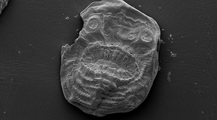 Kleiner Sack mit großem Mundwerk: Bizarres Lebewesen als Missing Link in der Evolutionstheorie