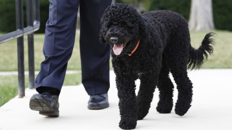 Obamas Hund beißt 18-Jährige im Weißen Haus