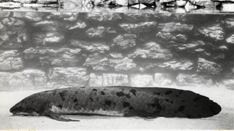 Der weltweit älteste Aquarienfisch stirbt mit über 90 Jahren