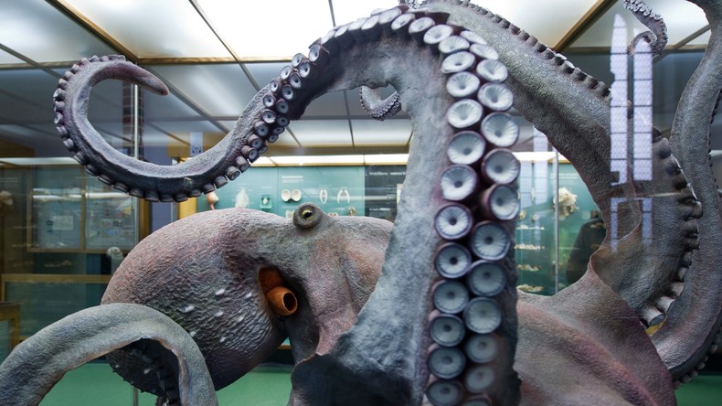 US-Wissenschaftler: Kraken sind Außerirdische