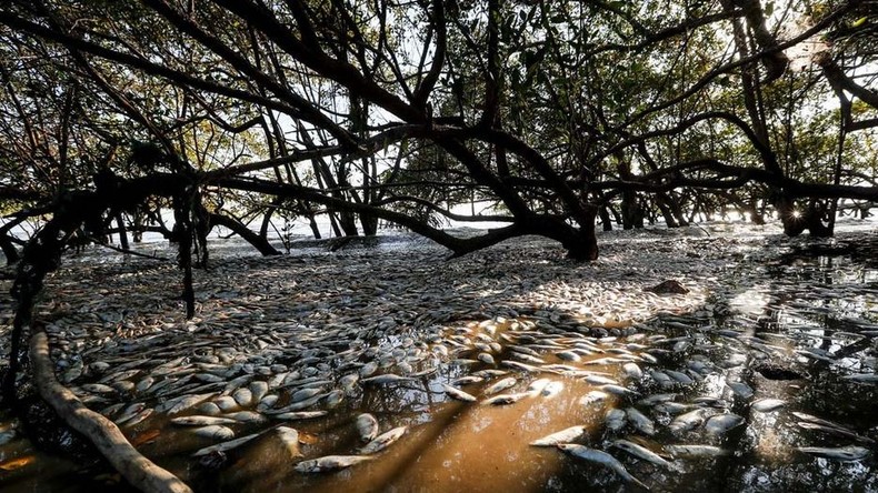 Costa Rica: Tausende Fische verenden im Golf von Nicoya