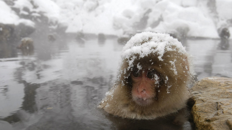 Brachiale Kulturpflege via Giftspritze: Japanischer Zoo vernichtet Schneeaffen wegen Fremdgen