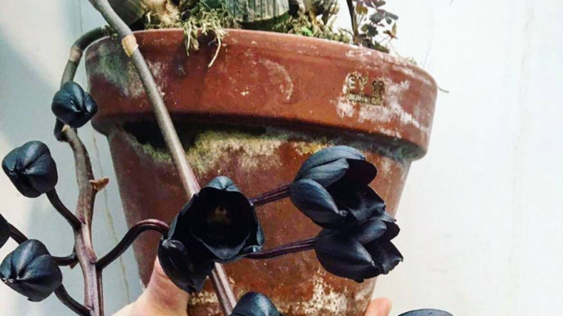 Die schwärzeste aller Orchideen ist in Moskau aufgeblüht