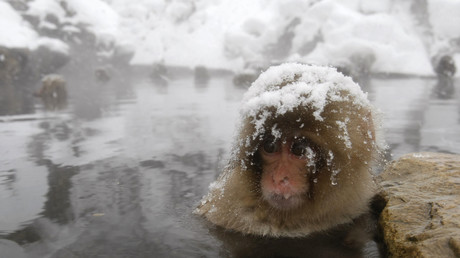 Brachiale Kulturpflege via Giftspritze: Japanischer Zoo vernichtet Schneeaffen wegen Fremdgen