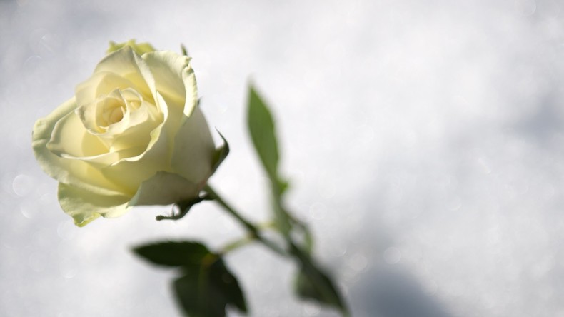Rosen: Die Akkus der Zukunft