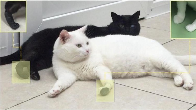 Russische Wissenschaftler entwickeln Titanprothesen für Katzen