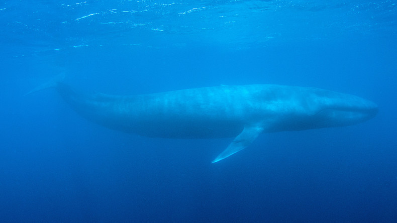 Zahl der Selbstmorde steigt auf 130: Online-Spiel Blue Whale treibt russische Teenager in den Suizid