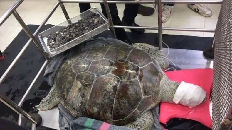 Thailändische Ärzte holen fünf Kilo Münzen aus Magen einer Schildkröte