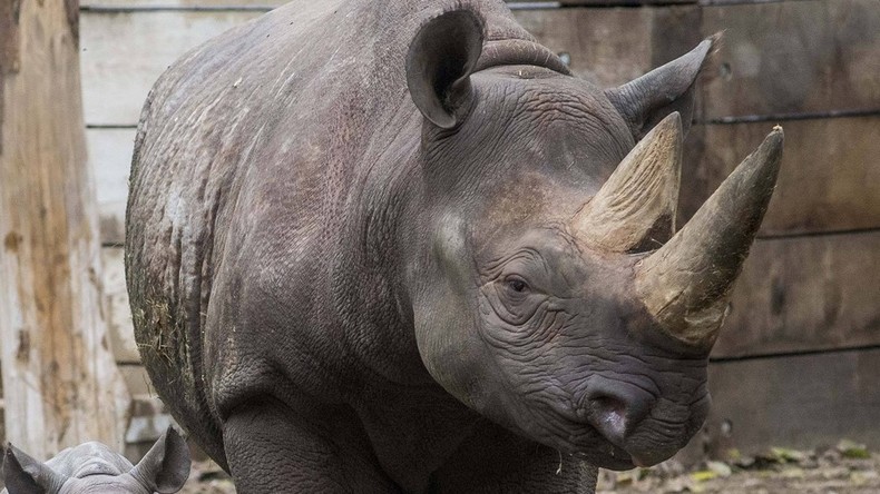 Unbekannte erschießen Nashorn im Zoo bei Paris und sägen sein Horn ab