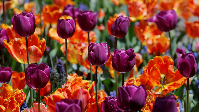 Internationaler Frauentag: Tulpen, Pralinen und Liebe – der 8. März in Russland