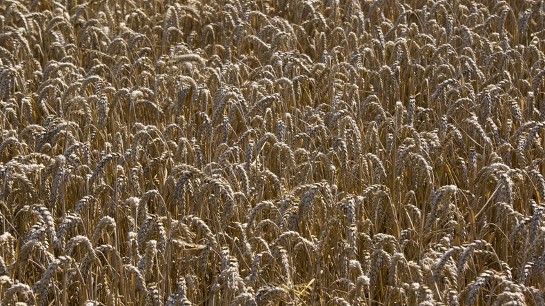 Weizenbrot und Nudeln ersetzen Reis auf asiatischen Tischen