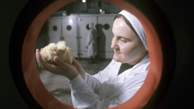 EU stellt Geflügelimport aus Ukraine wegen Vogelgrippe ein