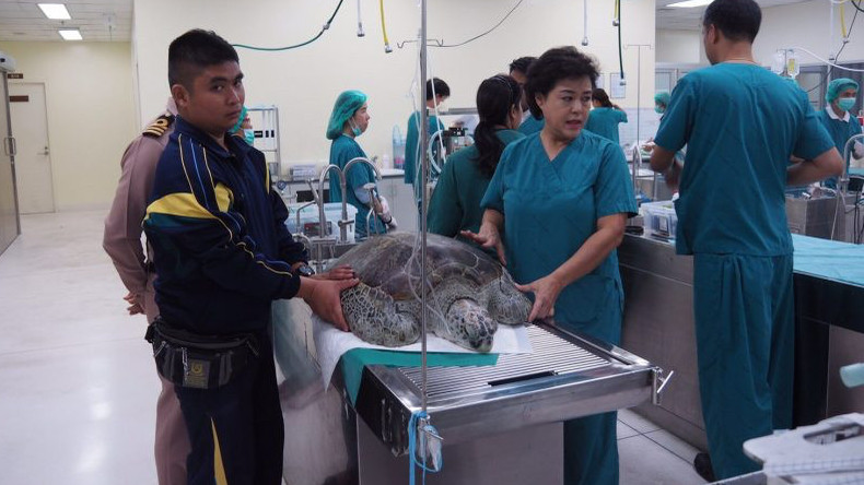Trotz Operation: „Sparschwein“-Schildkröte mit fünf Kilo Münzen im Magen an Blutvergiftung gestorben