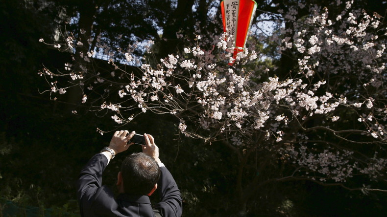 Freude in Japan: Kirschbäume blühen fünf Tage früher als gewöhnlich auf