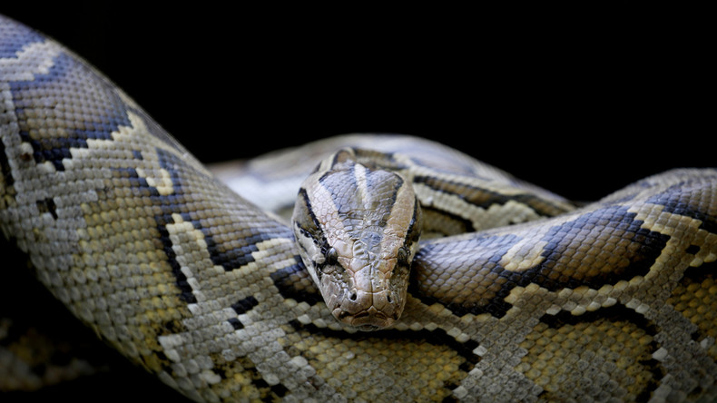 Riesiger Python verschlingt Erntearbeiter in Indonesien
