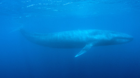 Zahl der Selbstmorde steigt auf 130: Online-Spiel Blue Whale treibt russische Teenager in den Suizid