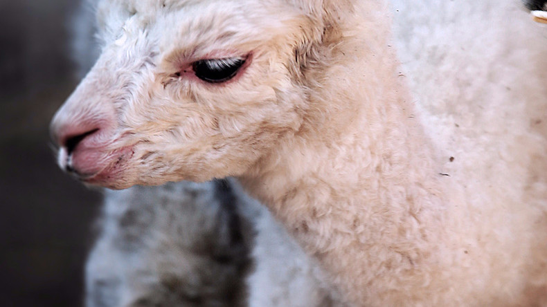Erstes Baby-Alpaka im Moskauer Zoo geboren