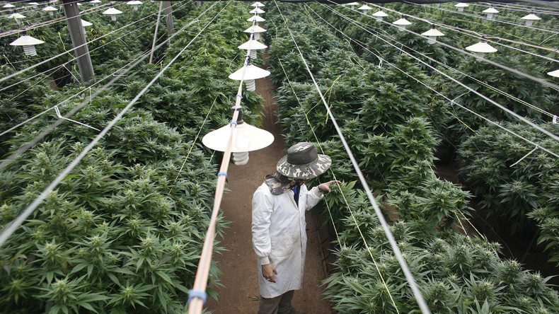 "Gib das Hanf frei": US-Gouverneure fordern von Trump Akzeptanz von Marihuana-Freigabe