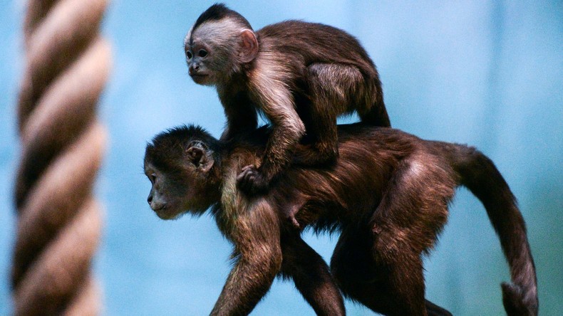 Kapuzineräffchen-Baby im Moskauer Zoo zur Welt gekommen