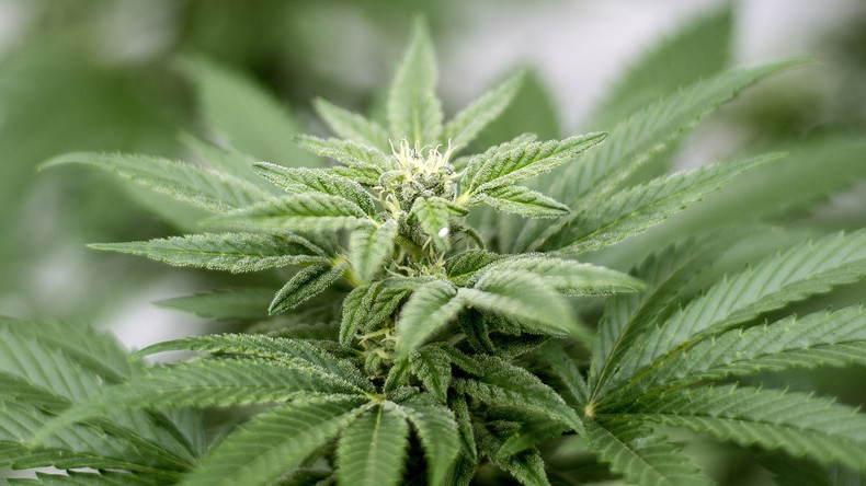 Cannabis in Uruguay ab Juli im freien Handel