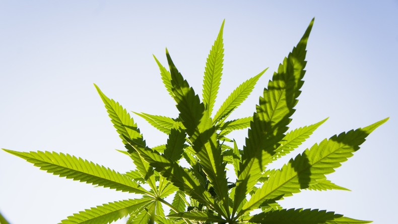 Kanada initiiert landesweite Legalisierung von Cannabis