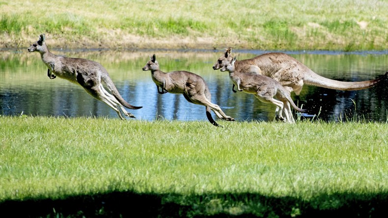 Australische Regierung erschwert Einbürgerungsverfahren